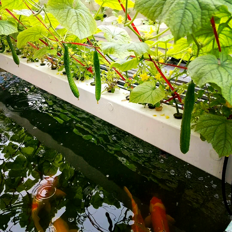 漯河市大田灌溉鱼菜共生 - 一站式服务